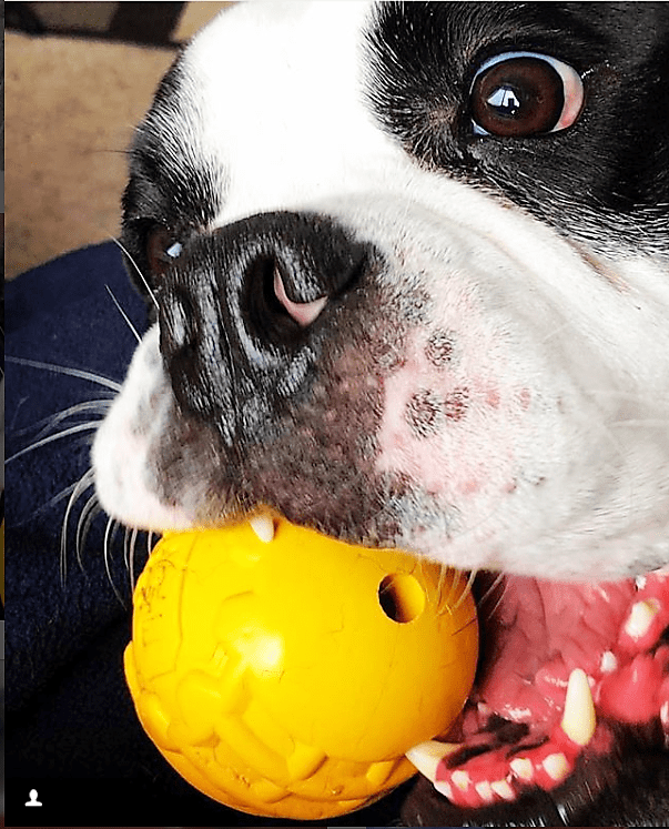 Durable Rubber Chew Ball - Ultra-Durable Dog Toy for Power Chewers!