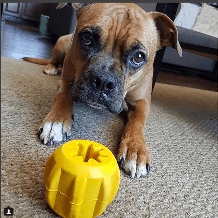 Gear eDispener Durable Rubber Treat Holder, USA Made Chew Toy for Dogs