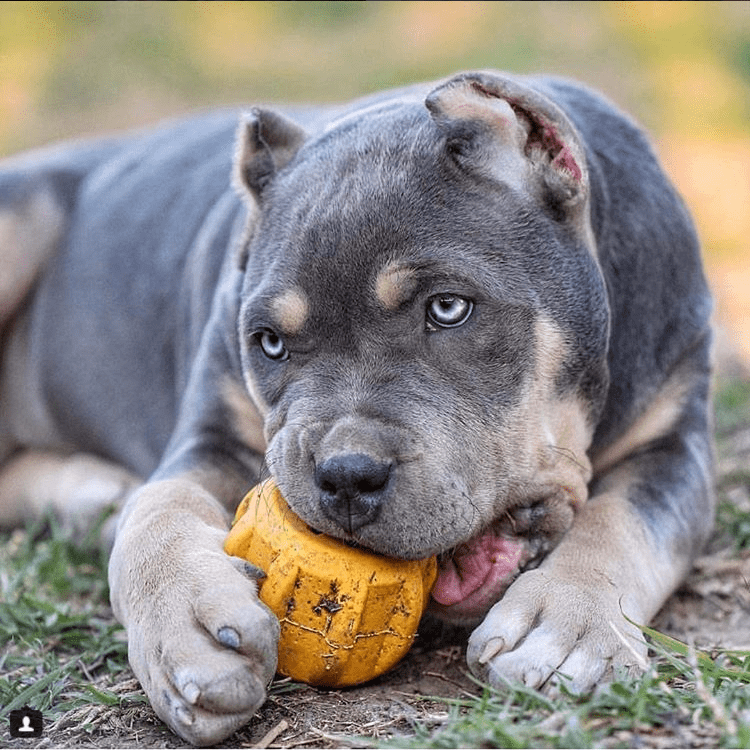 Gear eDispener Durable Rubber Treat Holder, USA Made Chew Toy for Dogs