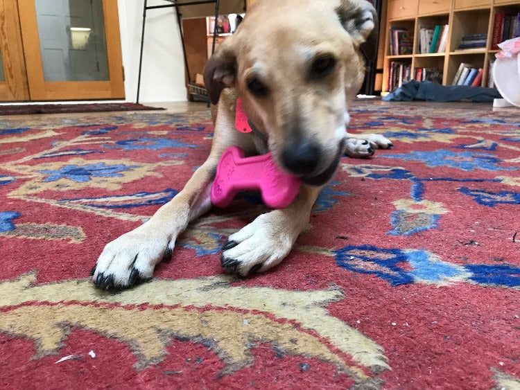 Bone eChew Ultra Durable Nylon Dog Chew Toy - For Aggressive Chewers 
