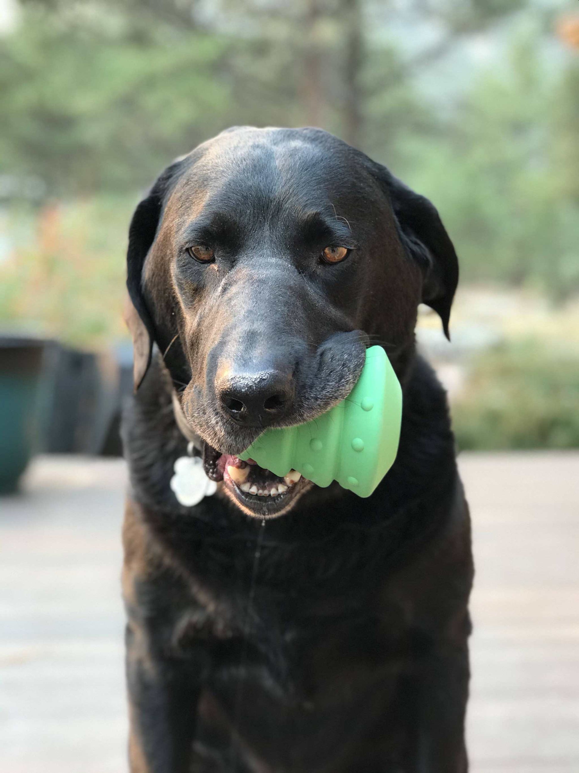 Black dog chewing on green Christmas Tree Toy rubber chew and treat dispenser