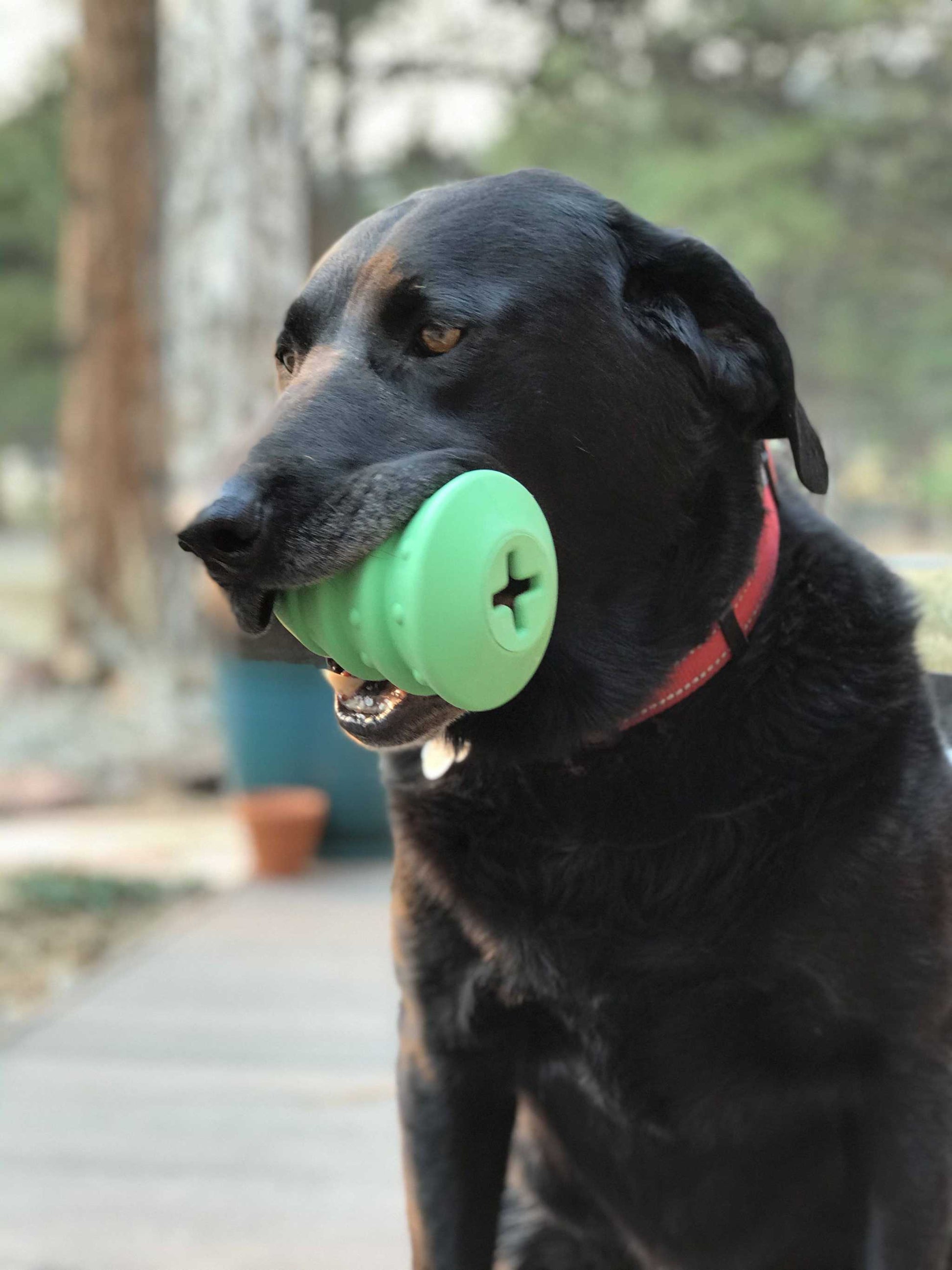Black dog holding green Christmas Tree Toy durable rubber chew treat dispenser in mouth outdoors
