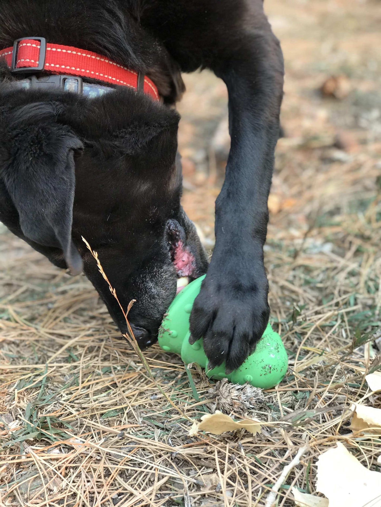 Dog chewing green Christmas Tree Toy durable rubber treat dispenser outdoors