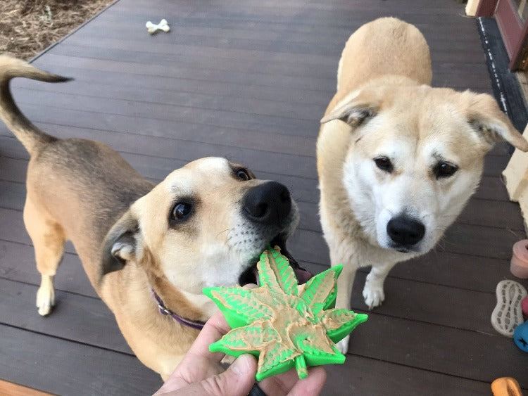 Colorado Maple Leaf nylon dog chew toy for heavy chewers with durable USA-made design