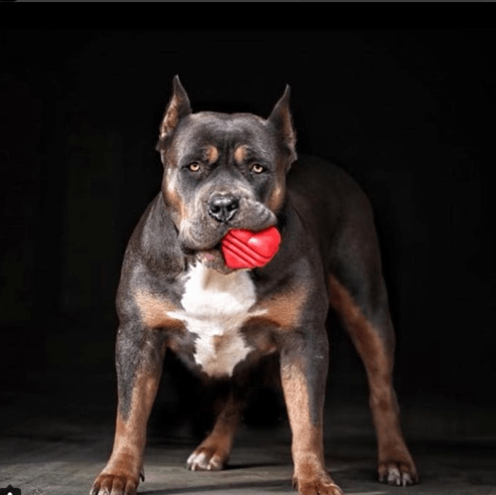 Large Rubber Heart on a String Toy - Durable Dog Chew & Fetch Ball