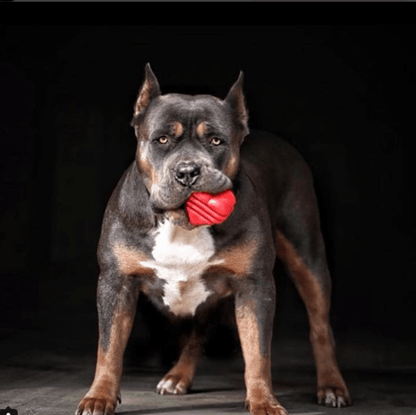 Large Rubber Heart on a String Toy - Durable Dog Chew & Fetch Ball