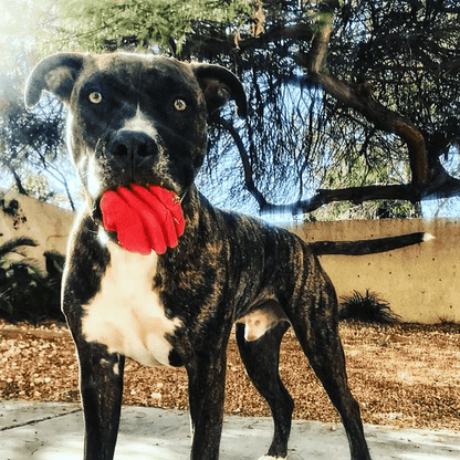 Large Rubber Heart on a String Toy - Durable Dog Chew & Fetch Ball