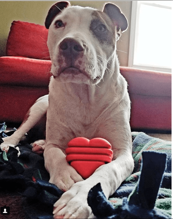 Large Rubber Heart on a String Toy - Durable Dog Chew & Fetch Ball
