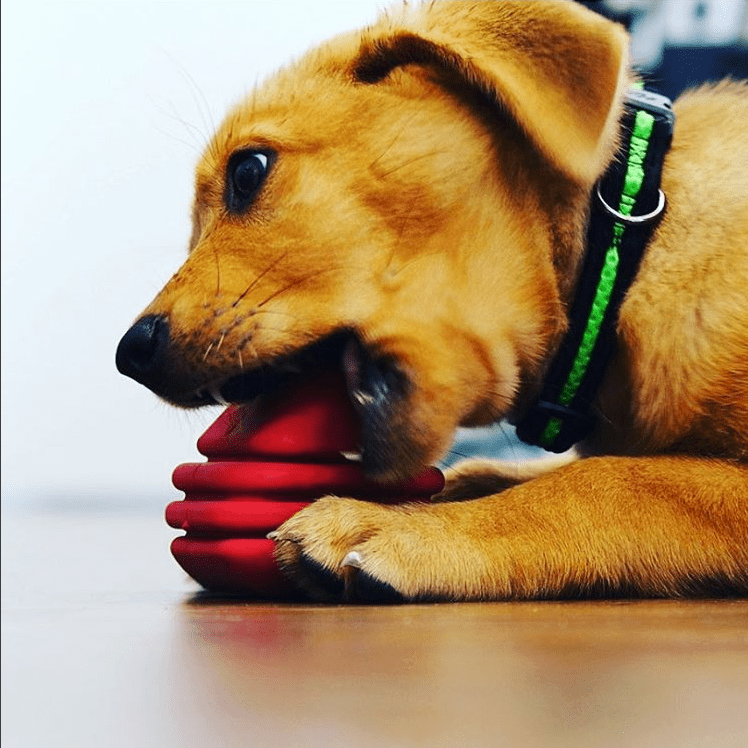 Large Rubber Heart on a String Toy - Durable Dog Chew & Fetch Ball