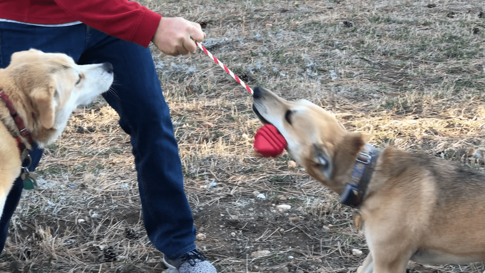 Large Rubber Heart on a String Toy - Durable Dog Chew & Fetch Ball