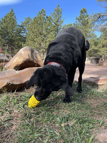 Black dog playing with yellow Honey Bear eDispenser rubber treat toy outdoors on grass
