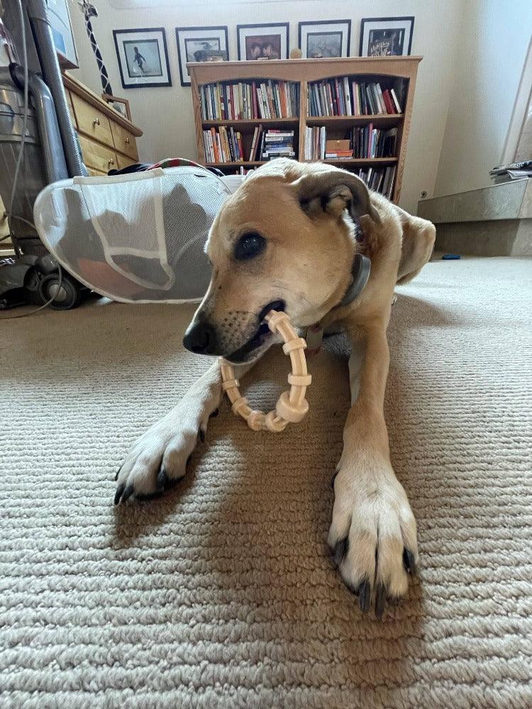 Puppy chewing on a Honey Bone chicken flavored teething ring indoors on carpet
