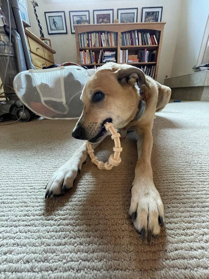 Puppy chewing on a Honey Bone chicken flavored teething ring indoors on carpet