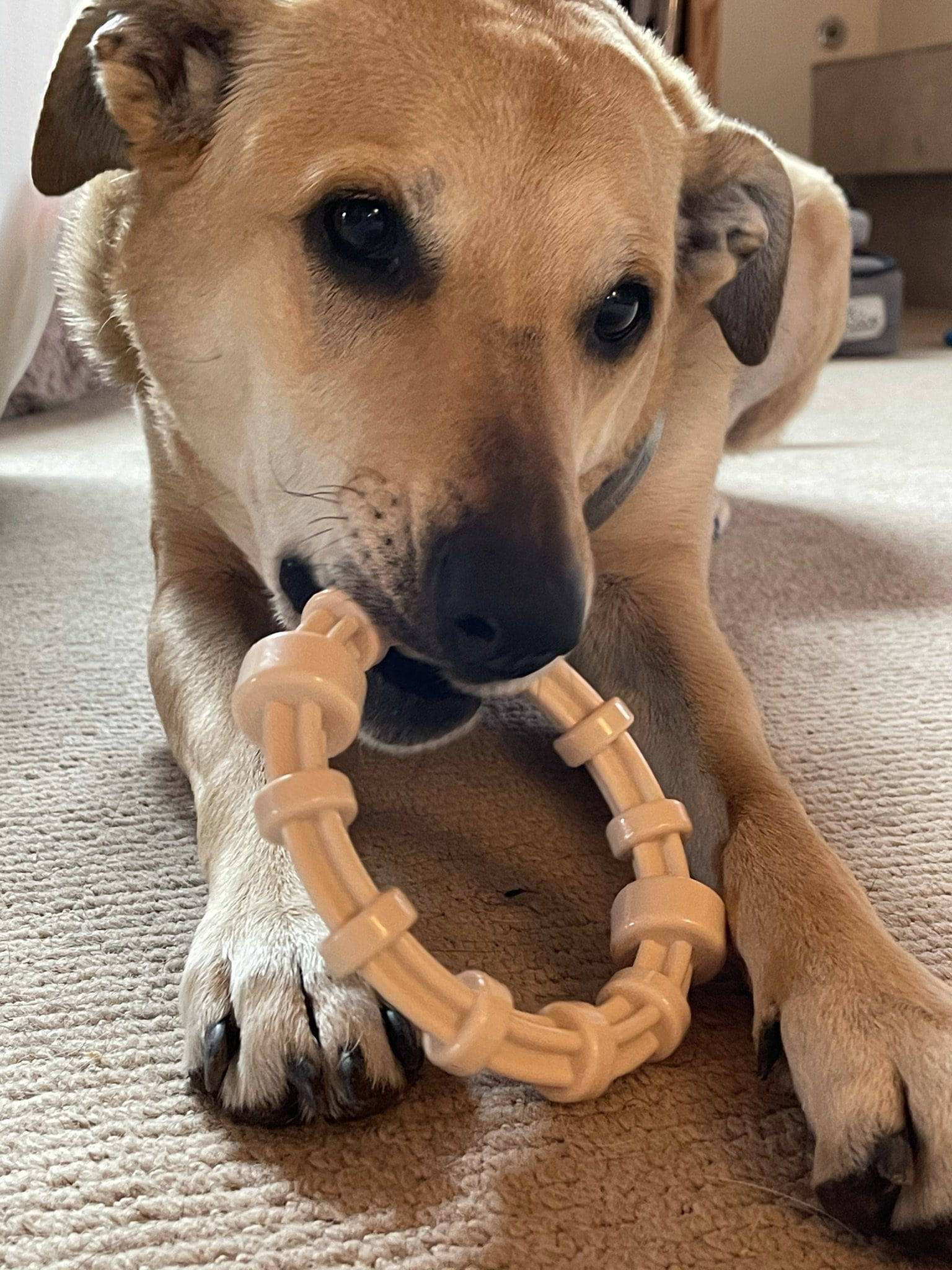 Dog chewing on a chicken flavored teething ring designed for puppies and aggressive chewers