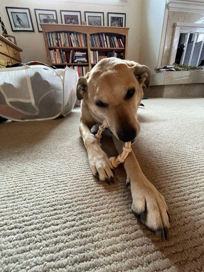 dog chewing on chicken flavored teething ring on carpet in living room