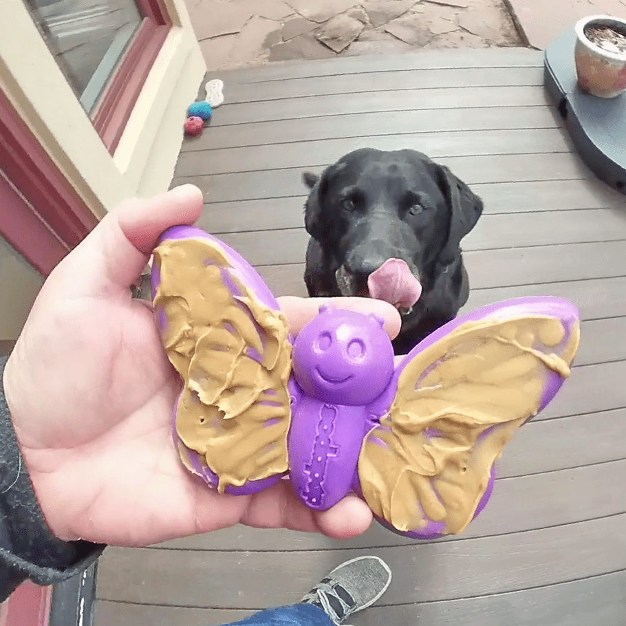 Purple butterfly-shaped nylon chew toy with peanut butter spread, held in hand with black dog licking nose in background