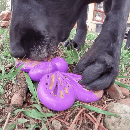 Black dog chewing purple Butterfly Nylon Chew with textured wings for treat enrichment on grass outdoors