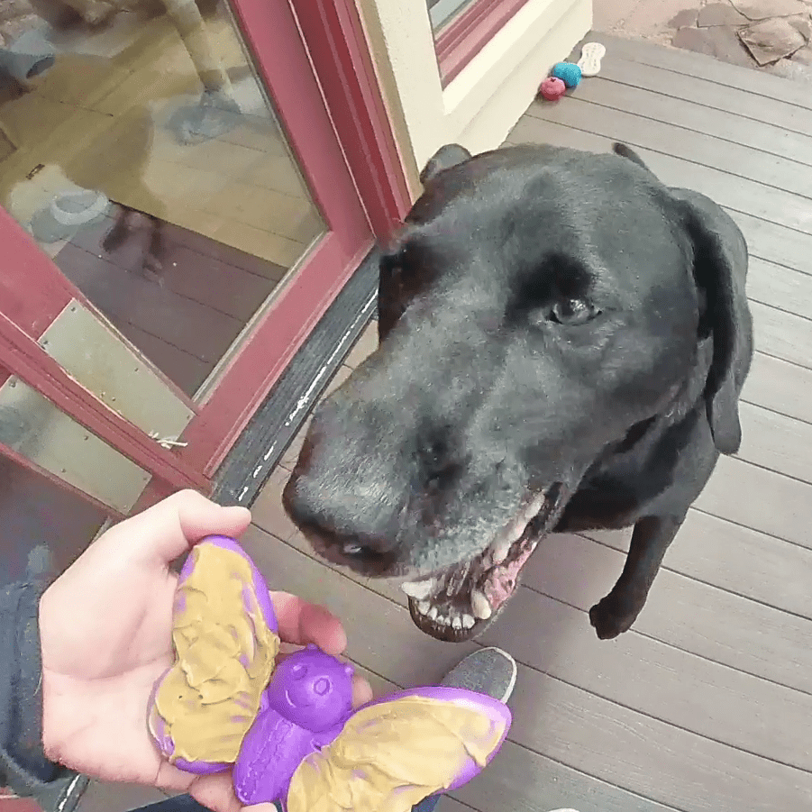 Black dog about to chew on a purple and brown Butterfly Nylon Chew toy spread with peanut butter on outdoor deck