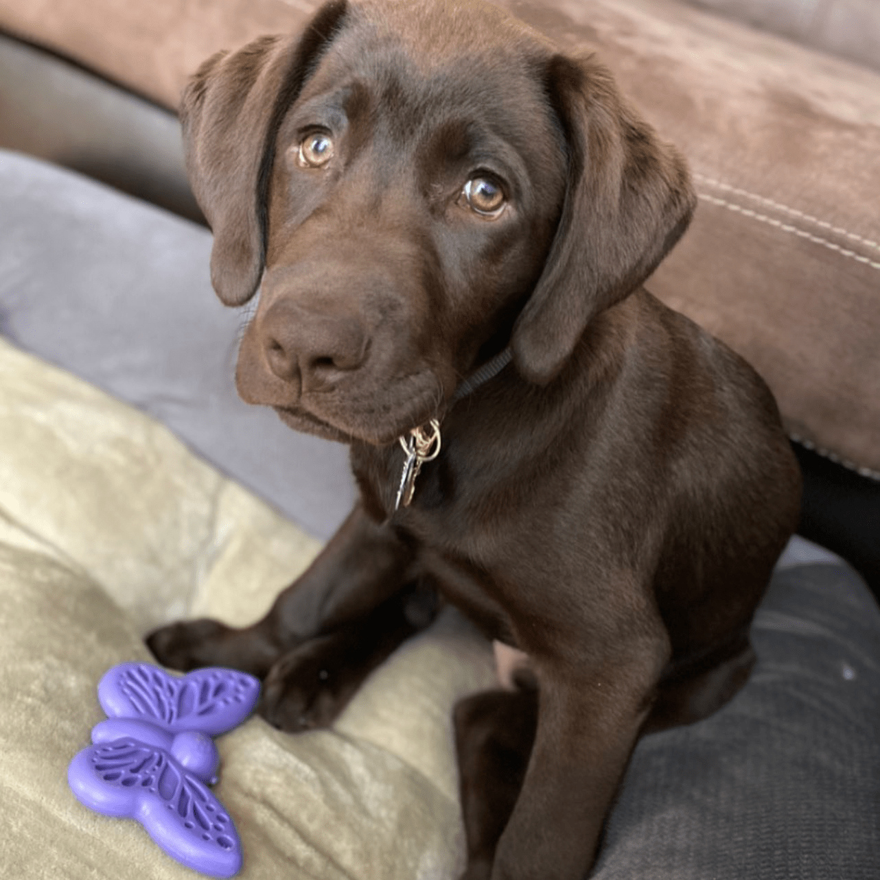 Chocolate Labrador puppy sitting next to a purple butterfly nylon chew toy for aggressive chewers by SodaPup