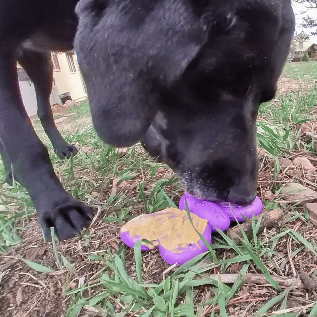 Black dog chewing purple butterfly nylon chew toy with peanut butter outdoors