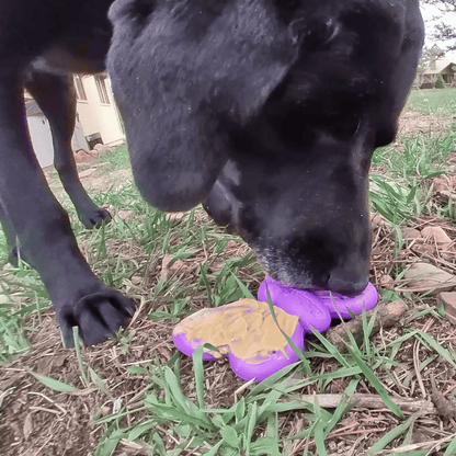 Black dog chewing purple butterfly nylon chew toy with peanut butter outdoors