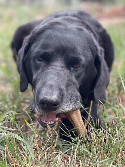 Black Labrador chewing on a Honey Bone Dental Tower nylon chew toy outdoors on grass for aggressive chewers