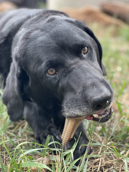 Black dog chewing on Honey Bone Dental Tower nylon chew toy outdoors on grass