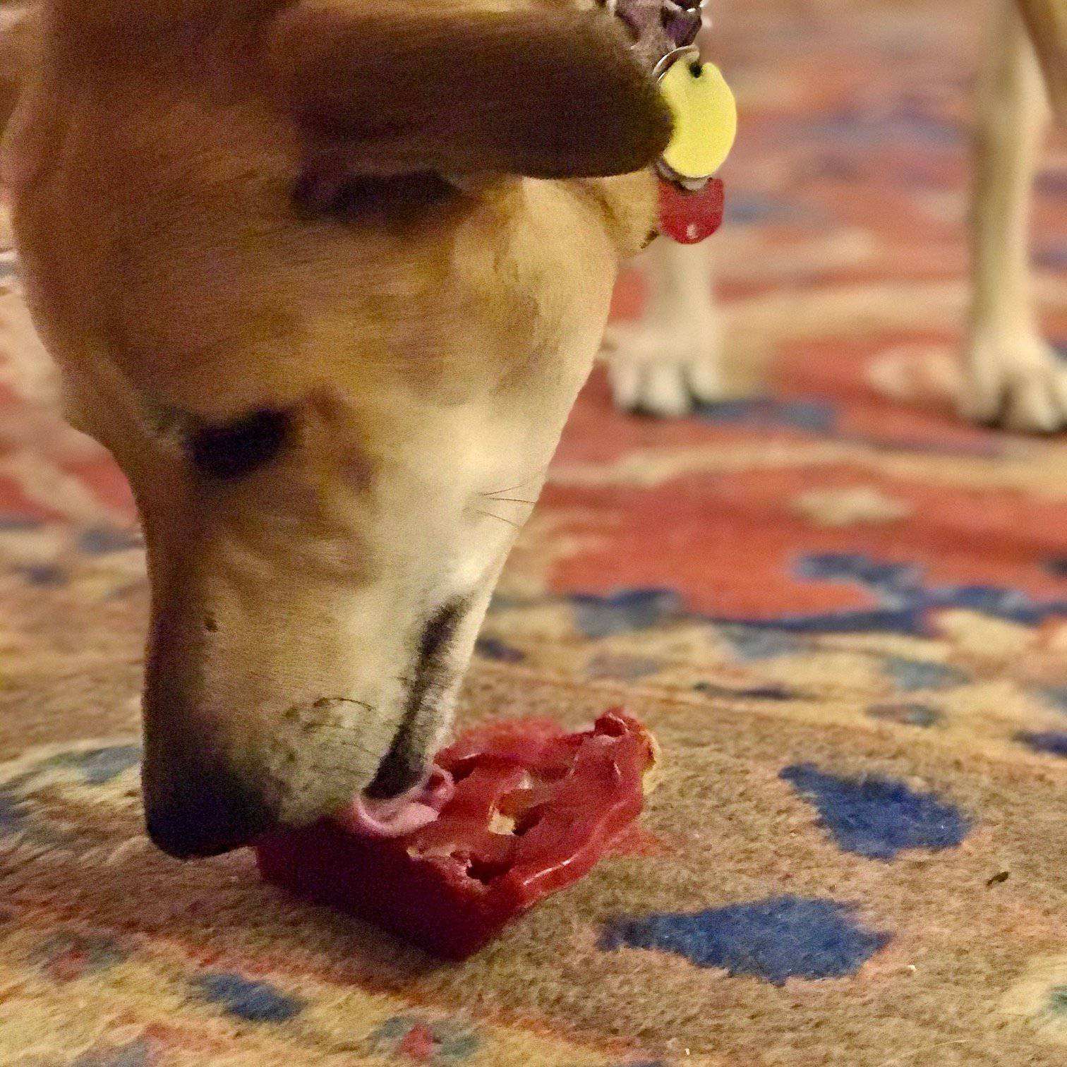 Dog chewing on red Cherry Pie Nylon Dog Chew durable nylon dog chew toy on carpet