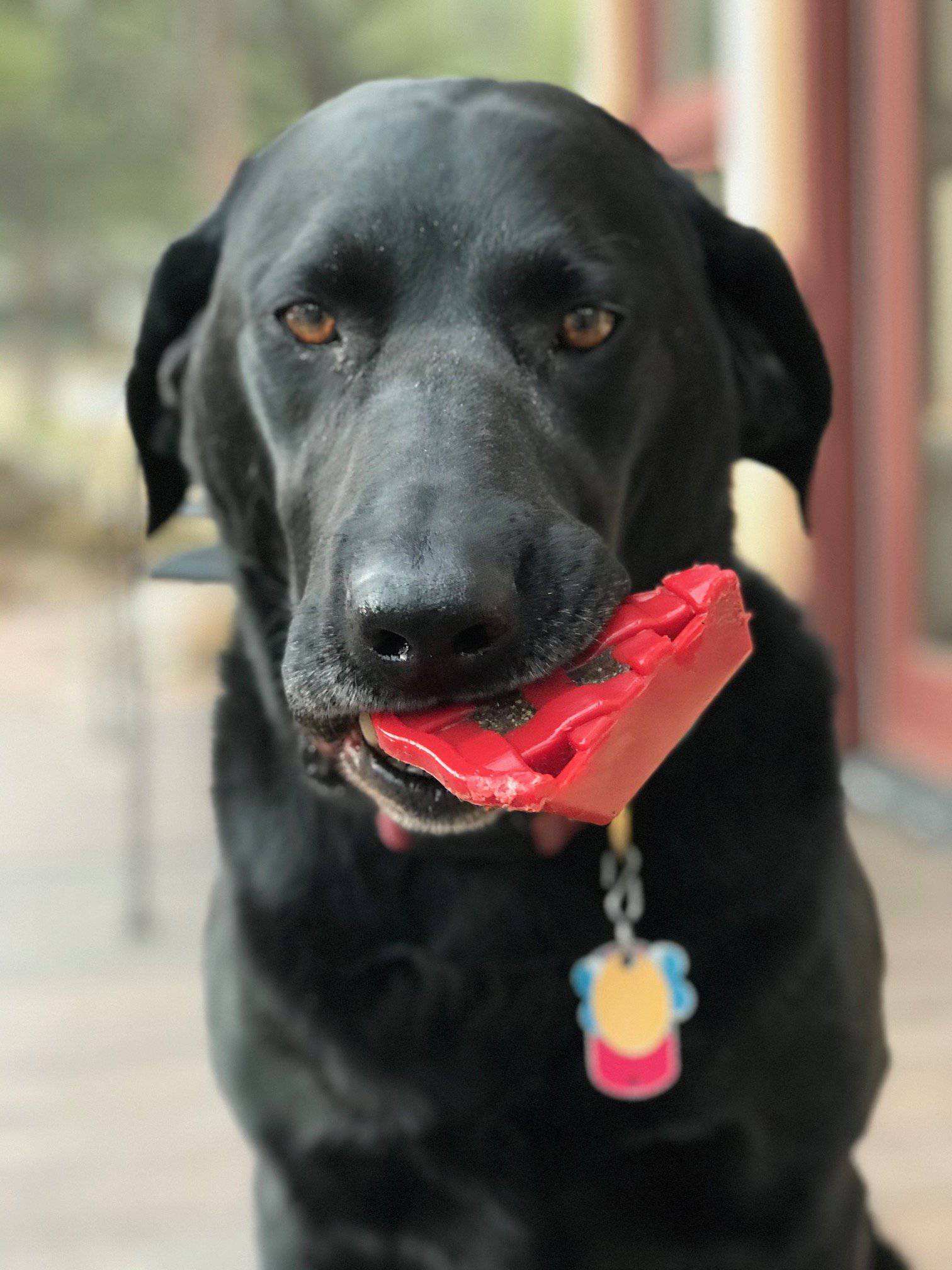 Black dog chewing red Cherry Pie Nylon Dog Chew durable nylon dog toy for aggressive chewers