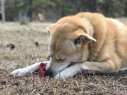 Dog chewing on red Cherry Pie Nylon Dog Chew nylon dog chew toy outdoors