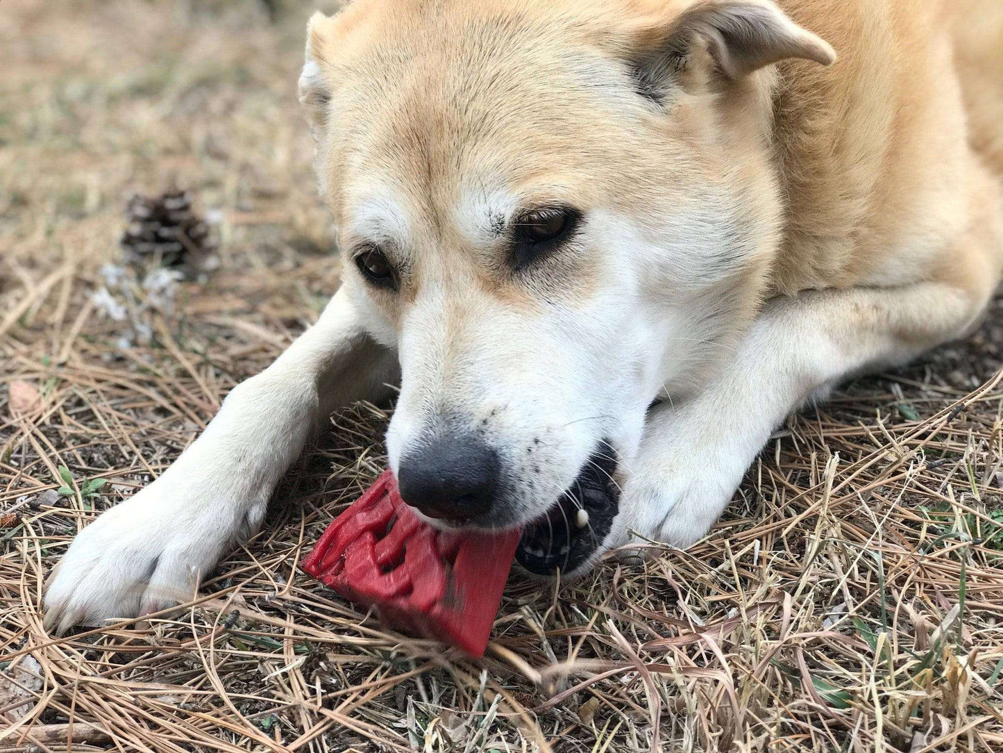 Dog chewing on a red Cherry Pie Nylon Dog Chew durable nylon dog chew toy outdoors on grass
