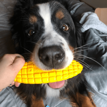 Corn on the Cob Nylon Dog Toy - USA Made Heavy Chewer Durable Chew Toy