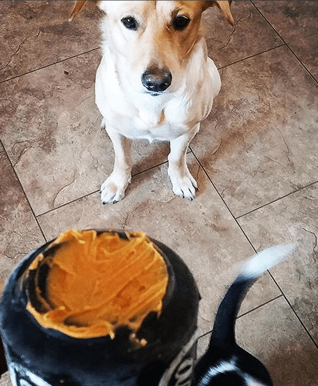 Dog sitting on tiled floor looking at SP Magnum Can Toy filled with peanut butter treat