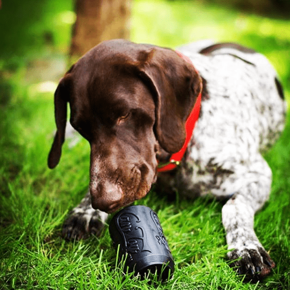 Dog chewing on SP Magnum Can Toy durable rubber treat dispenser on grass outdoors