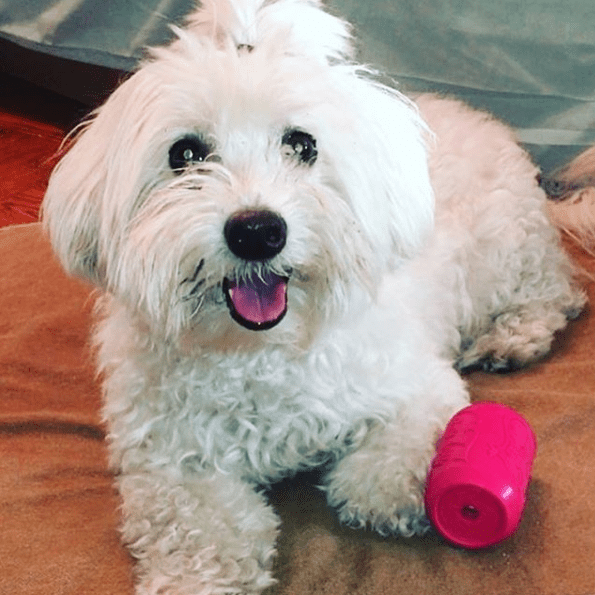 small white fluffy puppy lying on a brown mat with a pink durable rubber Puppy Can Toy chew treat dispenser nearby