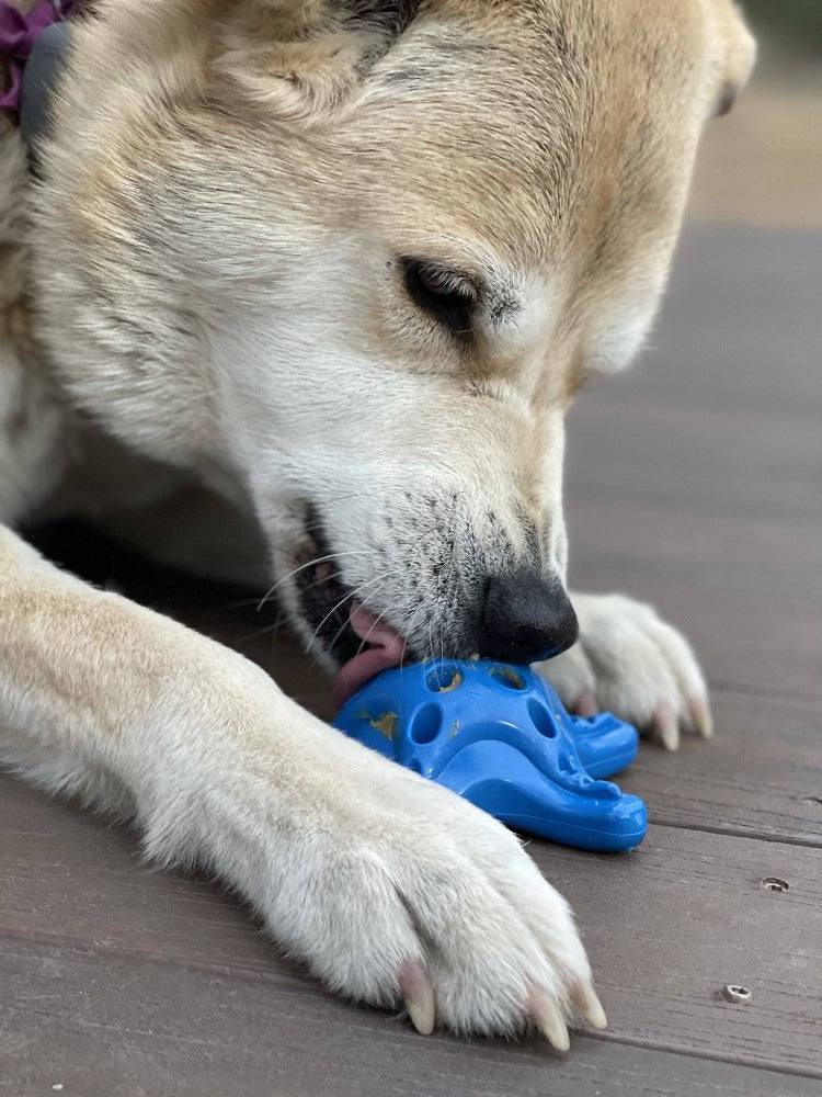 Starfish Nylon Dog Chew Toy | Aggressive Chewers | USA Made | SodaPup