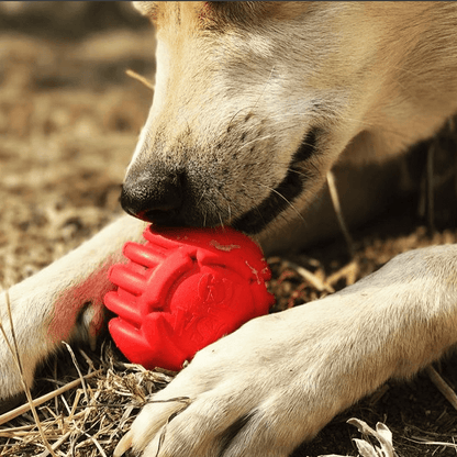 Dog chewing on USA-K9 Stars and Stripes ultra-durable red rubber chew ball with dental ridges