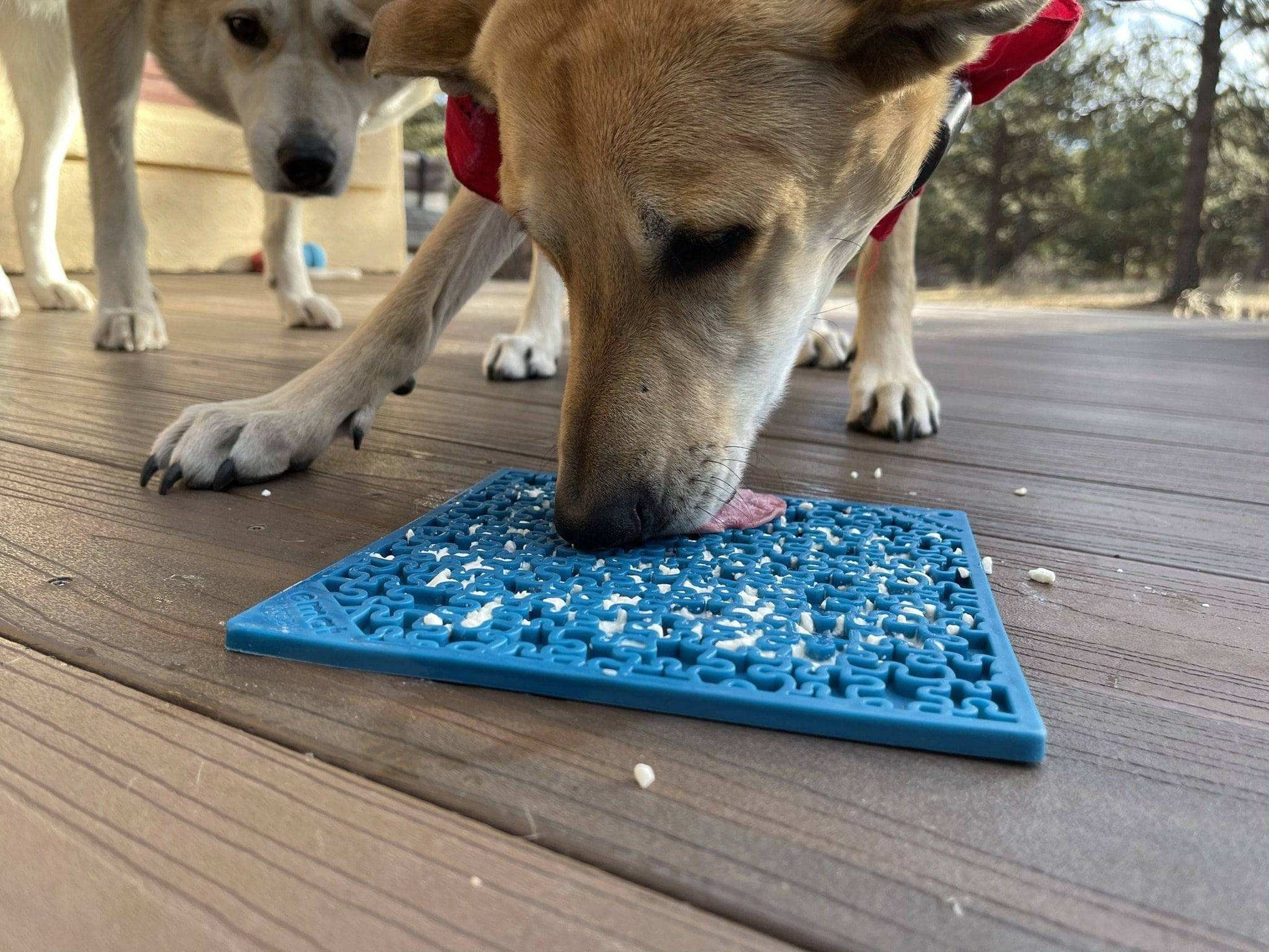Dog licking blue Jigsaw Puzzle eMat lick mat with puzzle pieces for enrichment and anxiety relief outdoors