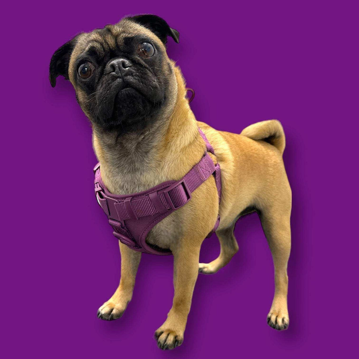 Come Here Buddy padded step in dog harness with adjustable straps and D-rings