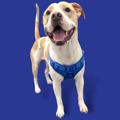 Padded step in dog harness with adjustable straps and D-rings
