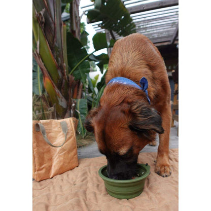 Dog drinking from green collapsible pet bowl with clip outdoors near tote bag