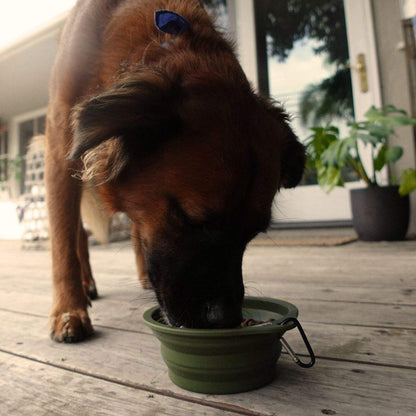 Dog eating from green collapsible pet bowl with clip on wooden floor outdoors