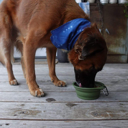 Dog drinking water from green collapsible pet bowl with clip on wooden floor