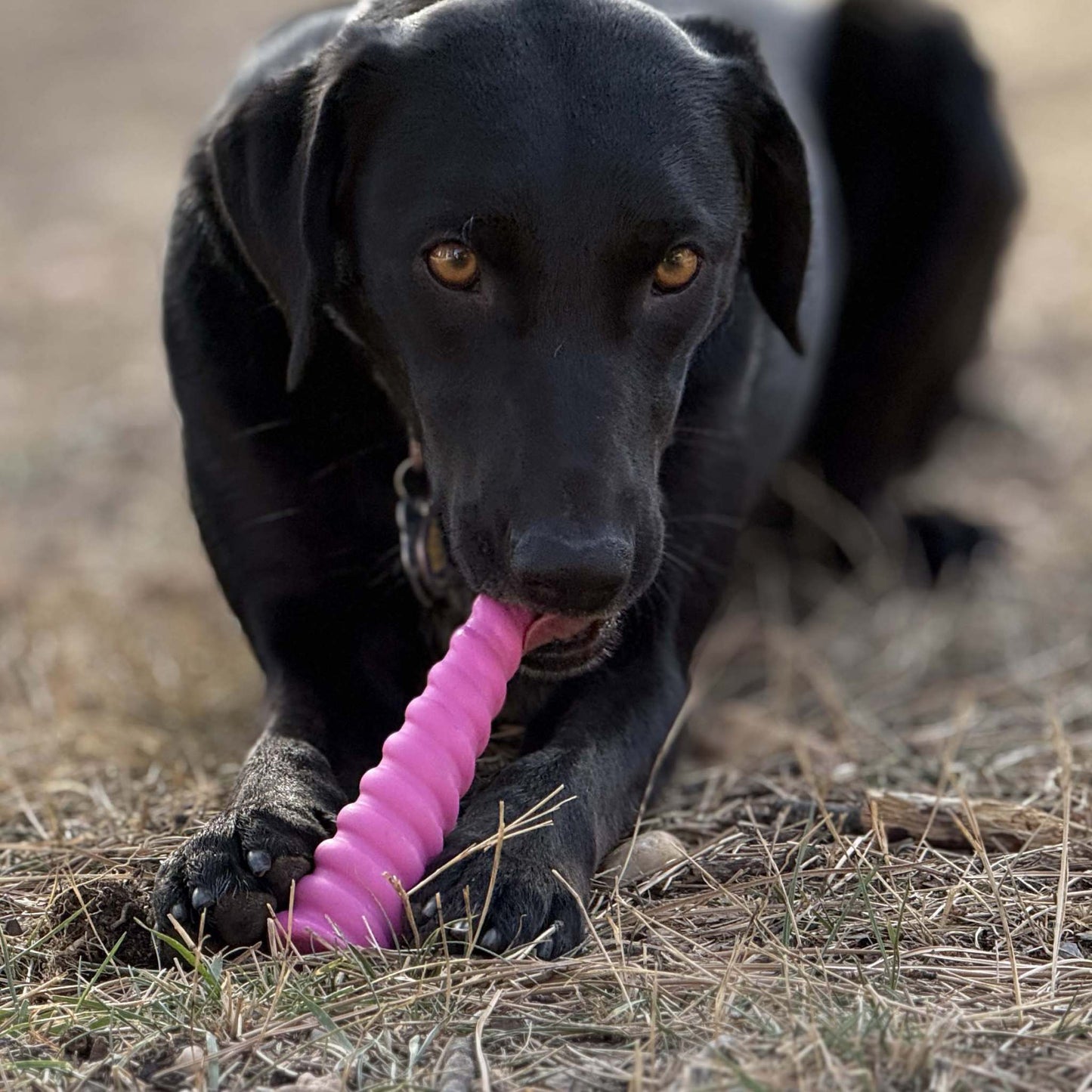 Black dog chewing pink Unicorn Horn Nylon Chew Toy designed for aggressive chewers outdoors