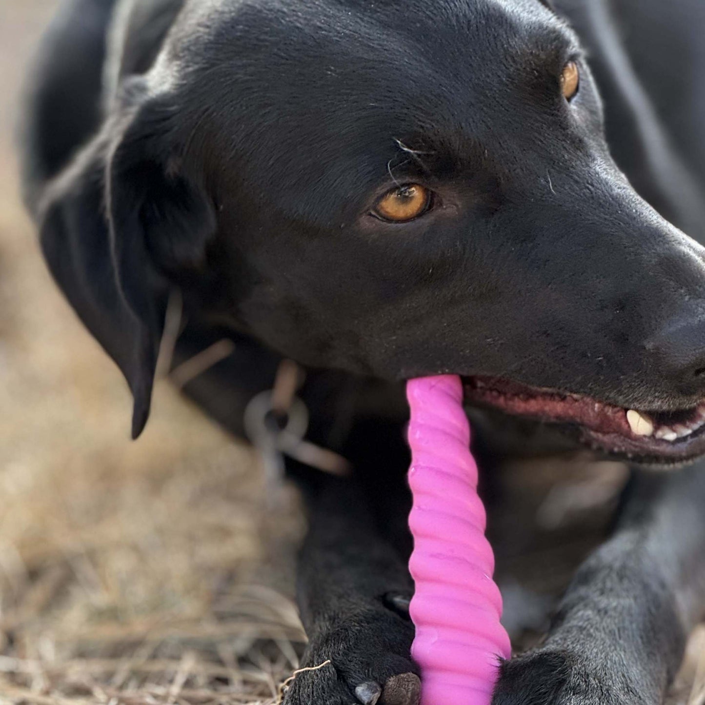 Black dog chewing pink unicorn horn nylon chew toy outdoors