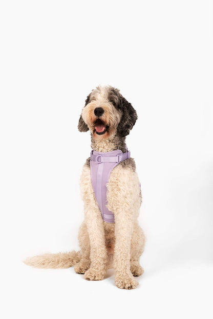 Dog wearing a comfortable, stretchy, and classic purple harness with adjustable straps and quick release buckle