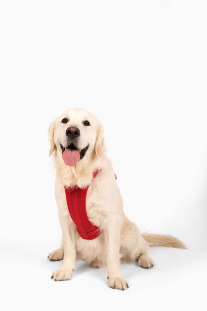 Golden retriever wearing a comfortable, stretchy, and classic red dog harness sitting on white background
