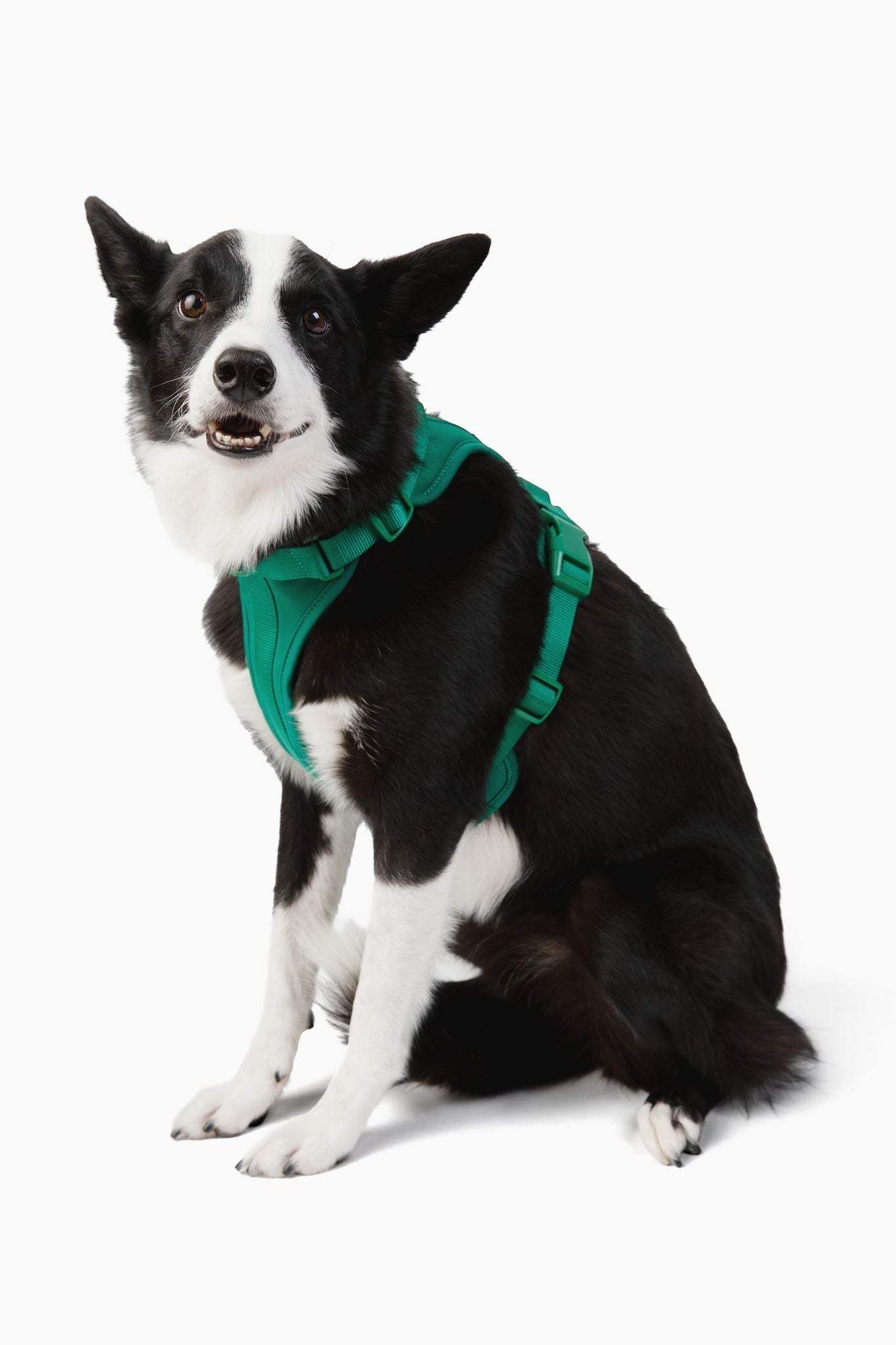 Black and white dog wearing a comfortable, stretchy, and classic green harness with adjustable straps and quick release buckle