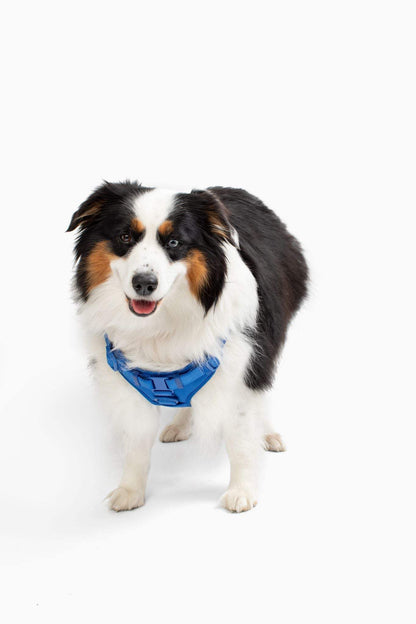 Black and white dog wearing blue padded step in dog harness with adjustable straps and secure buckle