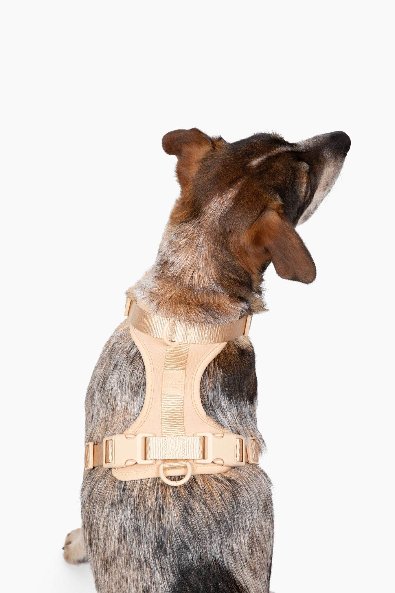 Comfortable stretchy and classic beige dog harness with adjustable straps and quick release buckle on medium-sized dog